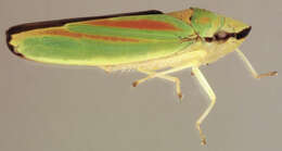 Image of Graphocephala fennahi Young 1977