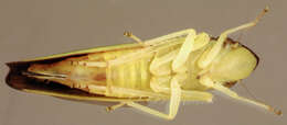 Image de Cicadelle du rhododendron