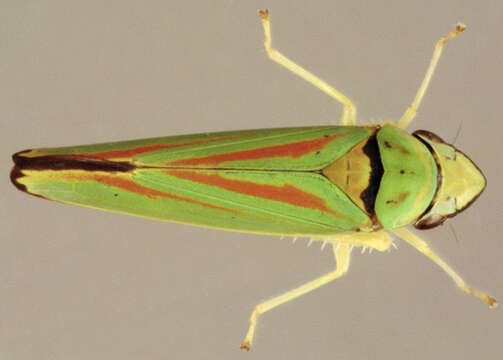 Image of Graphocephala fennahi Young 1977