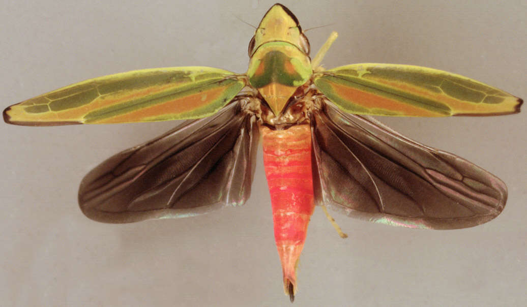 Слика од Graphocephala fennahi Young 1977