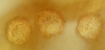 Image of Trichia persimilis