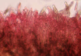 Image of Amylostereum laevigatum (Fr.) Boidin 1958