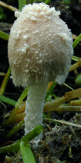 Image of Coprinopsis pseudonivea (Bender & Uljé) Redhead, Vilgalys & Moncalvo 2001