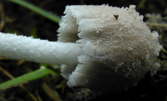 Image of Coprinopsis pseudonivea (Bender & Uljé) Redhead, Vilgalys & Moncalvo 2001