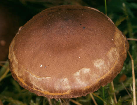 Image of Cortinarius flexipes (Pers.) Fr. 1838