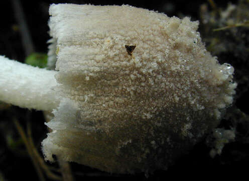 Image of Coprinopsis pseudonivea (Bender & Uljé) Redhead, Vilgalys & Moncalvo 2001