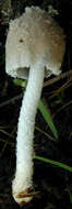 Image of Coprinopsis pseudonivea (Bender & Uljé) Redhead, Vilgalys & Moncalvo 2001