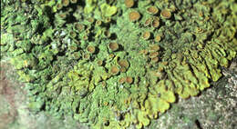 Image of orange wall lichen