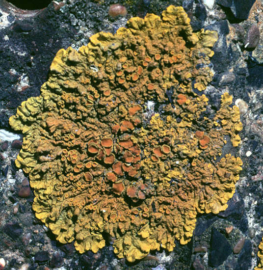 Image of orange wall lichen