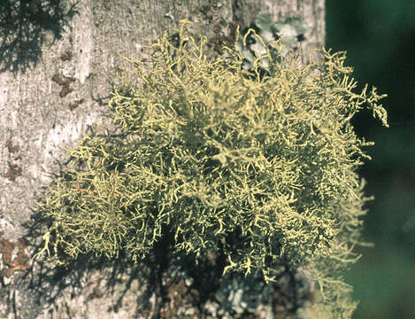 Слика од Usnea subfloridana Stirt.