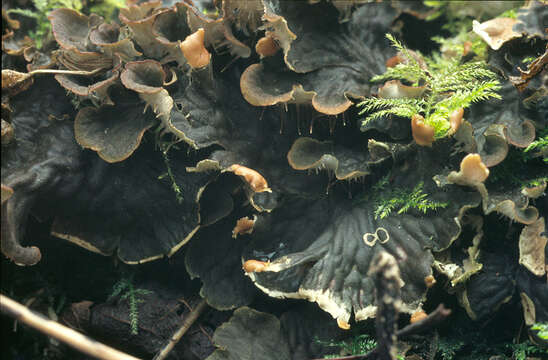 Image of membraneous felt lichen