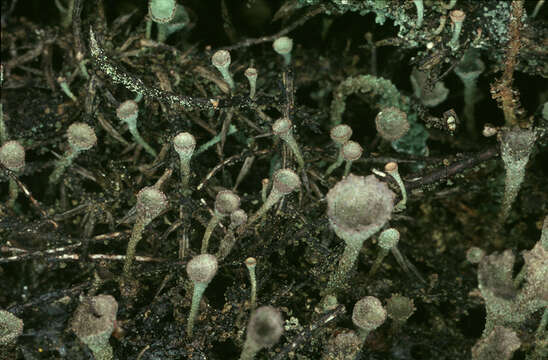 Image de Cladonia fimbriata (L.) Fr.