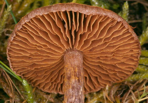 Image of Cortinarius flexipes (Pers.) Fr. 1838