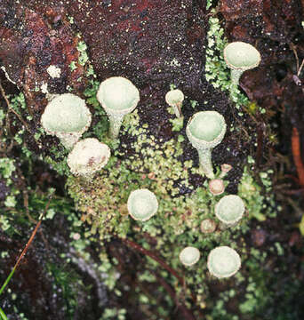 Image of cup lichen