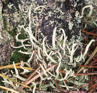 Image of Cladonia polydactyla (Flörke) Spreng.