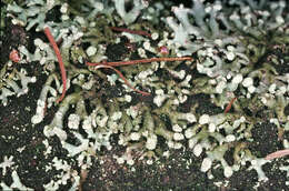 Image of Powder-headed tube lichen