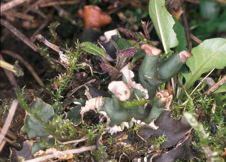 Image of Field dog-lichen;   Felt lichen