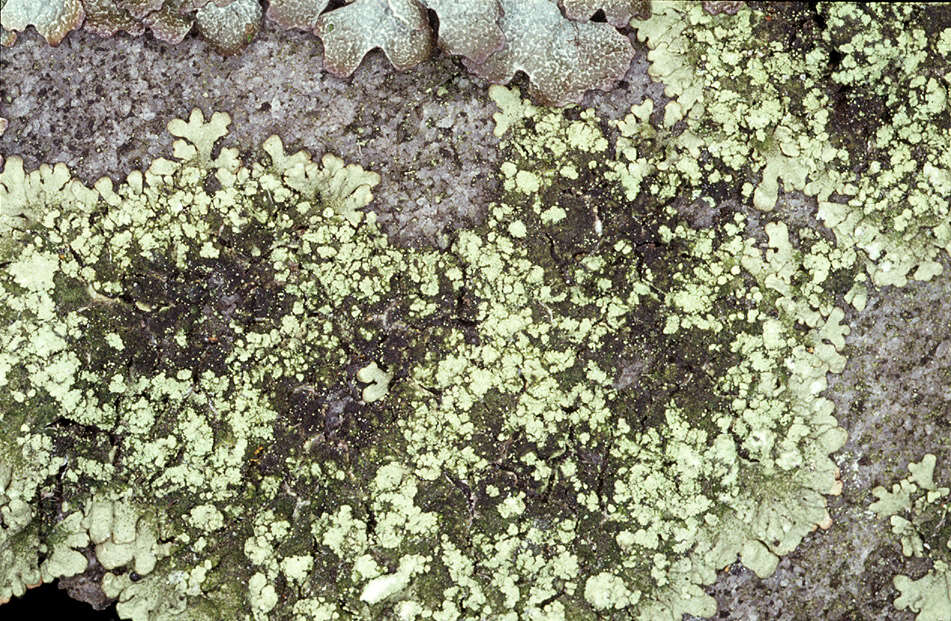 Image of ambiguous bran lichen