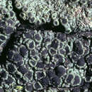 Sivun Rinodina exigua (Ach.) Gray kuva
