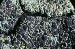 Image of rinodina lichen