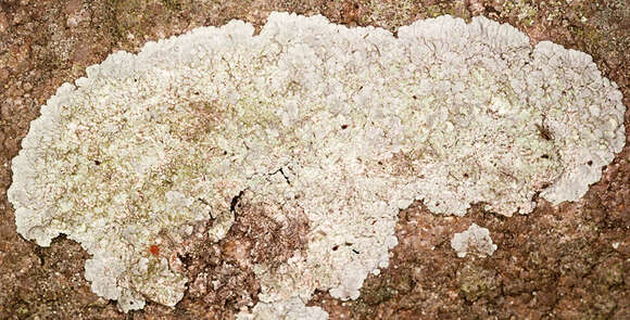 Image of diploicia lichen