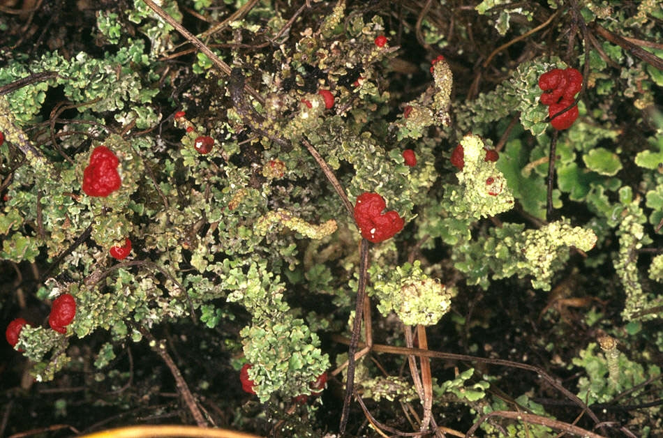 Image of Florke's cup lichen