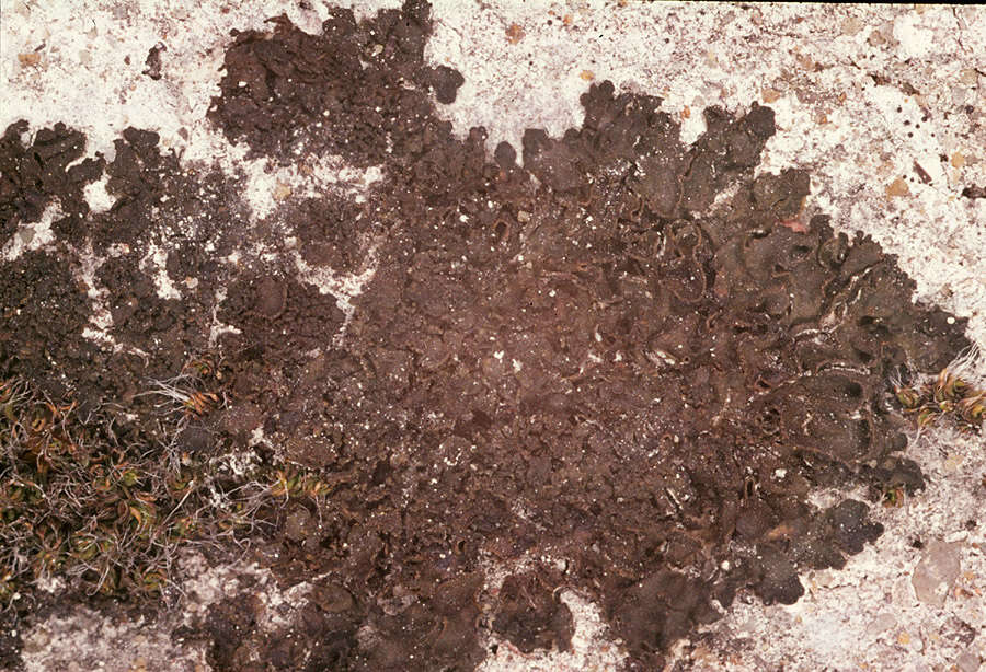 Image of jelly lichen