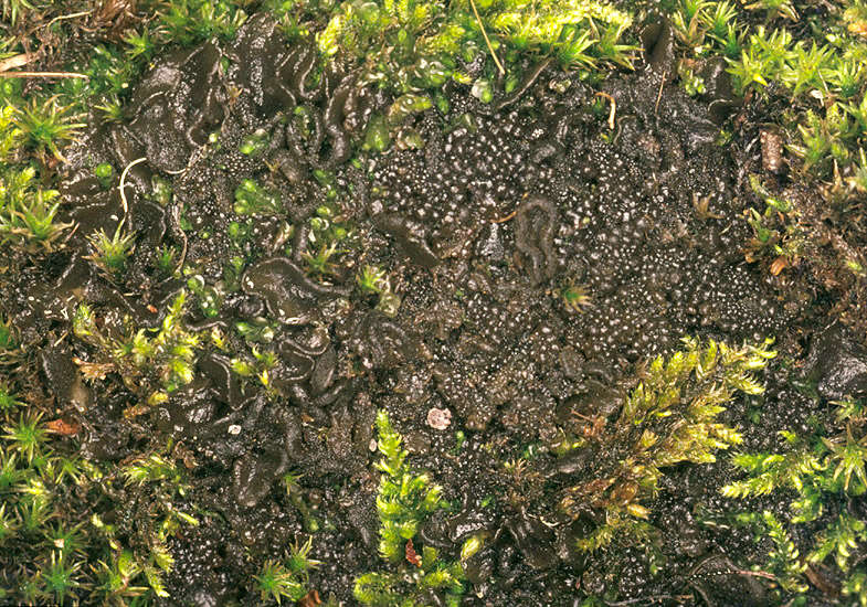 Image of jelly lichen