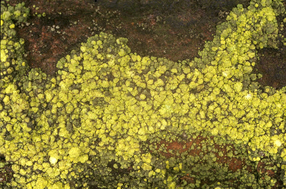 Image of rim lichen