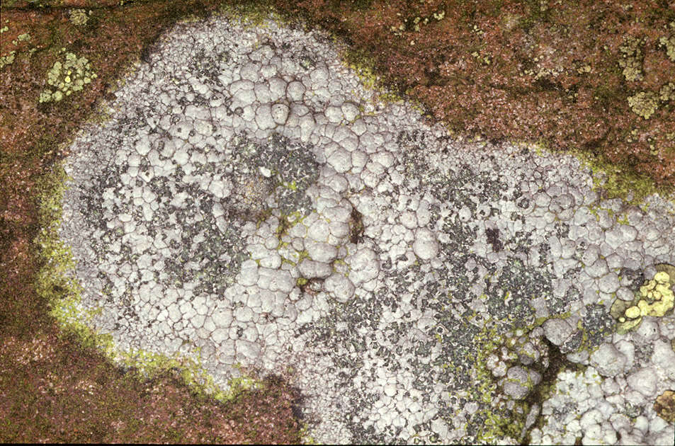 Image of porpidia lichen