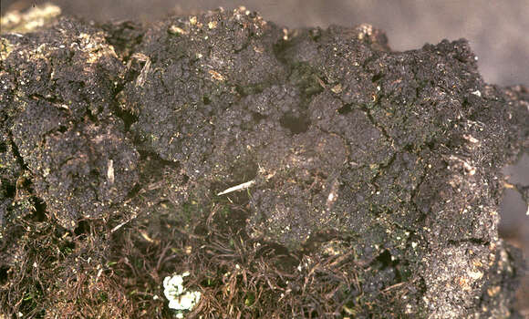 Image of dot lichen