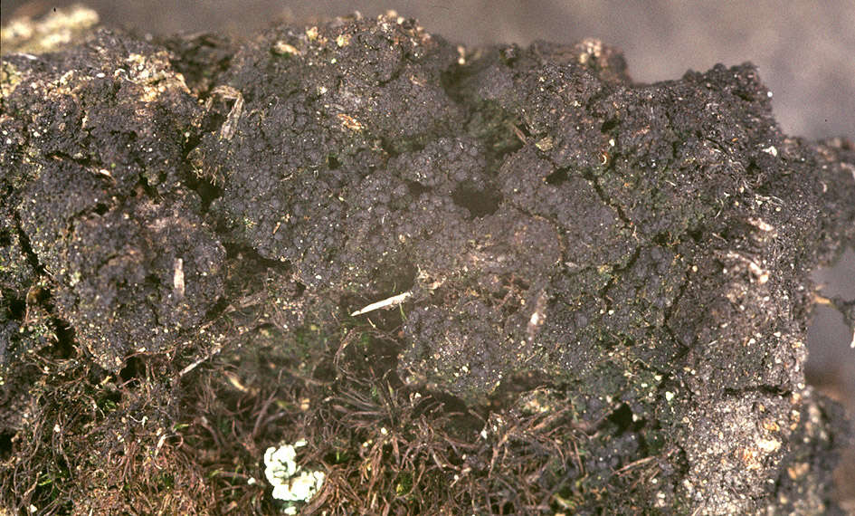 Image of dot lichen