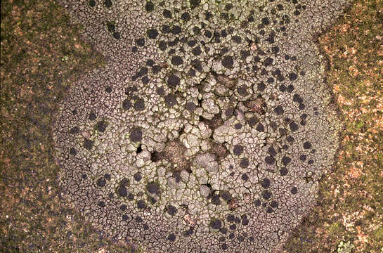 Image of map lichen