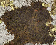 Image of Oeder's map lichen