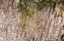 Image of barnacle lichen