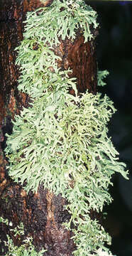 Image of ring lichen