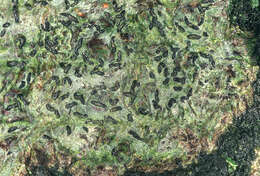 Image of elegant script lichen