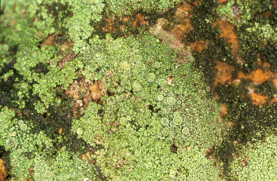 Lecanora conizaeoides Nyl. ex Cromb.的圖片