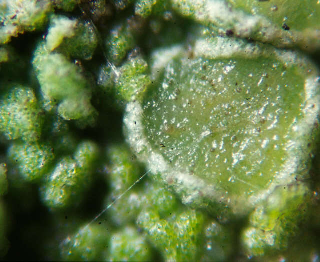 Image of rim lichen