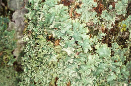 Image of Black stone flower