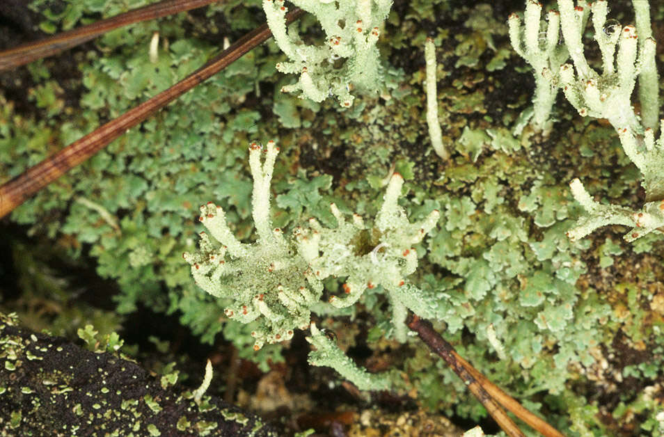 Image of Cladonia polydactyla (Flörke) Spreng.