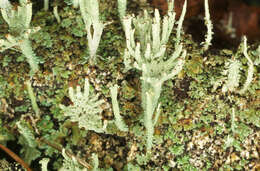 Image of Cladonia polydactyla (Flörke) Spreng.