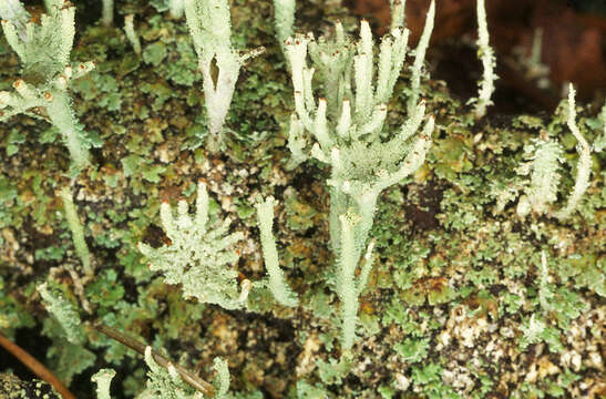 Image de Cladonia polydactyla (Flörke) Spreng.