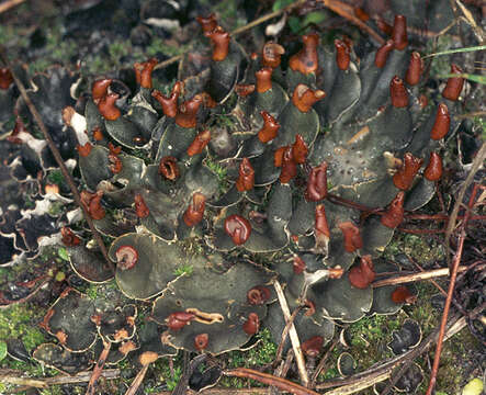 Слика од Peltigera polydactylon (Neck.) Hoffm.