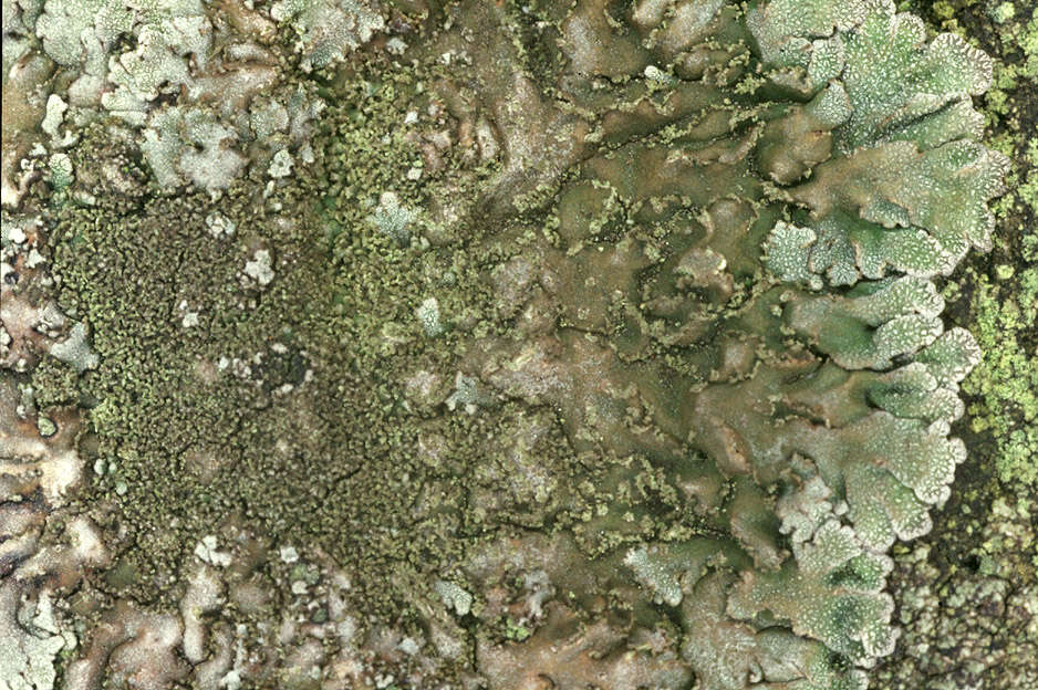 Image of frosted lichen