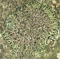 Image of wreath lichen