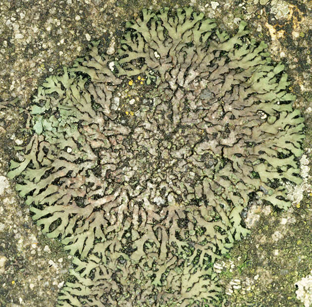 Image of wreath lichen