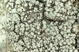 Image of pore lichen