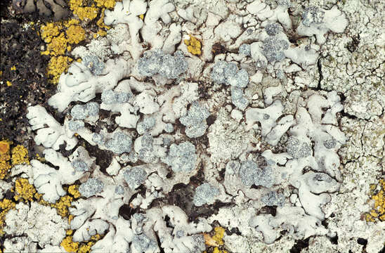 Image of Blue-gray rosette lichen