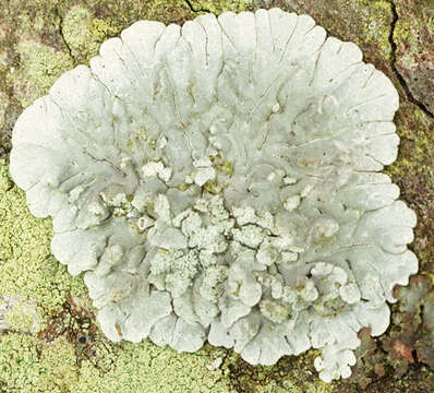 Image of diploicia lichen